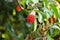 Scarlet kadsura  Kadsura japonica  berries.