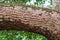 Scarlet lichen a.k.a. Christmas wreath lichen Cryptothecia rubrocincta on bark of a Southern live oak tree - Davie, Florida, USA