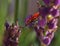 The scarlet lily beetle