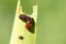 Scarlet lily beetle larva covered in excrement feeding on lily leaf