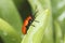Scarlet lily beetle / Lilioceris lilii