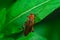 Scarlet lily beetle walking on a leaf