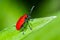 Scarlet lily, lilioceris lilii