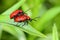 Scarlet lily, lilioceris lilii