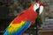 Scarlet Macaw