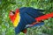 A Scarlet Macaw