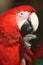 Scarlet Macaw