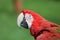 Scarlet macaw