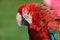 Scarlet macaw