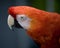 Scarlet Macaw