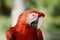 Scarlet Macaw