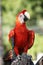 Scarlet Macaw