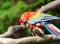 Scarlet Macaw