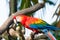 Scarlet Macaw