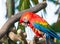 Scarlet Macaw