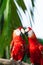 Scarlet Macaw