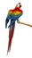 Scarlet Macaw (4 years old) perched on a branch