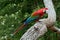 Scarlet macaw