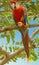 Scarlet macaw