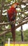 Scarlet macaw