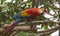 Scarlet macaw