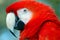 Scarlet Macaw