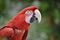 Scarlet macaw