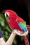 Scarlet Macaw