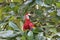 Scarlet Macaw in Almond tree looking