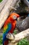 Scarlet macaw (Ara macao).