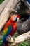 Scarlet macaw (Ara macao).