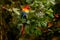 Scarlet Macaw, Ara macao, in dark green tropical forest, Brazil Amazonia. Red bird in the forest. Parrot in the green jungle