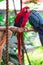 Scarlet Macaw - Ara macao, large beautiful colorful parrot from Central America forests, Costa Rica