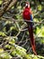 Scarlet Macaw, Ara macao, is a large brightly colored parrot, Costa Rica