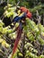 Scarlet Macaw, Ara macao, is a large brightly colored parrot, Costa Rica