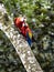 Scarlet Macaw, Ara macao, is a large brightly colored parrot, Costa Rica