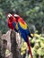 Scarlet Macaw, Ara macao, is a large brightly colored parrot, Costa Rica