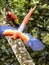 Scarlet Macaw, Ara macao, is a large brightly colored parrot, Costa Rica