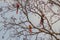 Scarlet macaw Ara macao , national bird of Hinduras, sits at the tree in the archaeological park Copan, Hondur