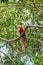 Scarlet macaw Ara macao , national bird of Hinduras, sits at the tree in the archaeological park Copan, Hondur