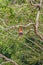 Scarlet macaw Ara macao , national bird of Hinduras, sits at the tree in the archaeological park Copan, Hondur