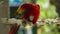 Scarlet macaw (Ara macao), red parrot on wood tree branch