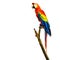 Scarlet Macaw Bird Isolated on White Background