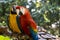 Scarlet-Macaw and Blue-and-yellow-Macaw