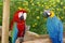 Scarlet macaw and Blue-and-yellow macaw at a butterfly garden in Fort Lauderdale