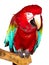 Scarlet Macaw, Colorful bird perching on branch isolated on white background and clipping path