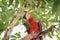 Scarlet Macaw, Costa Rica