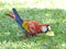 Scarlet macaw eating star fruit, honduras