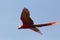 Scarlet Macaw in Flight