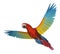 Scarlet Macaw Flying 2